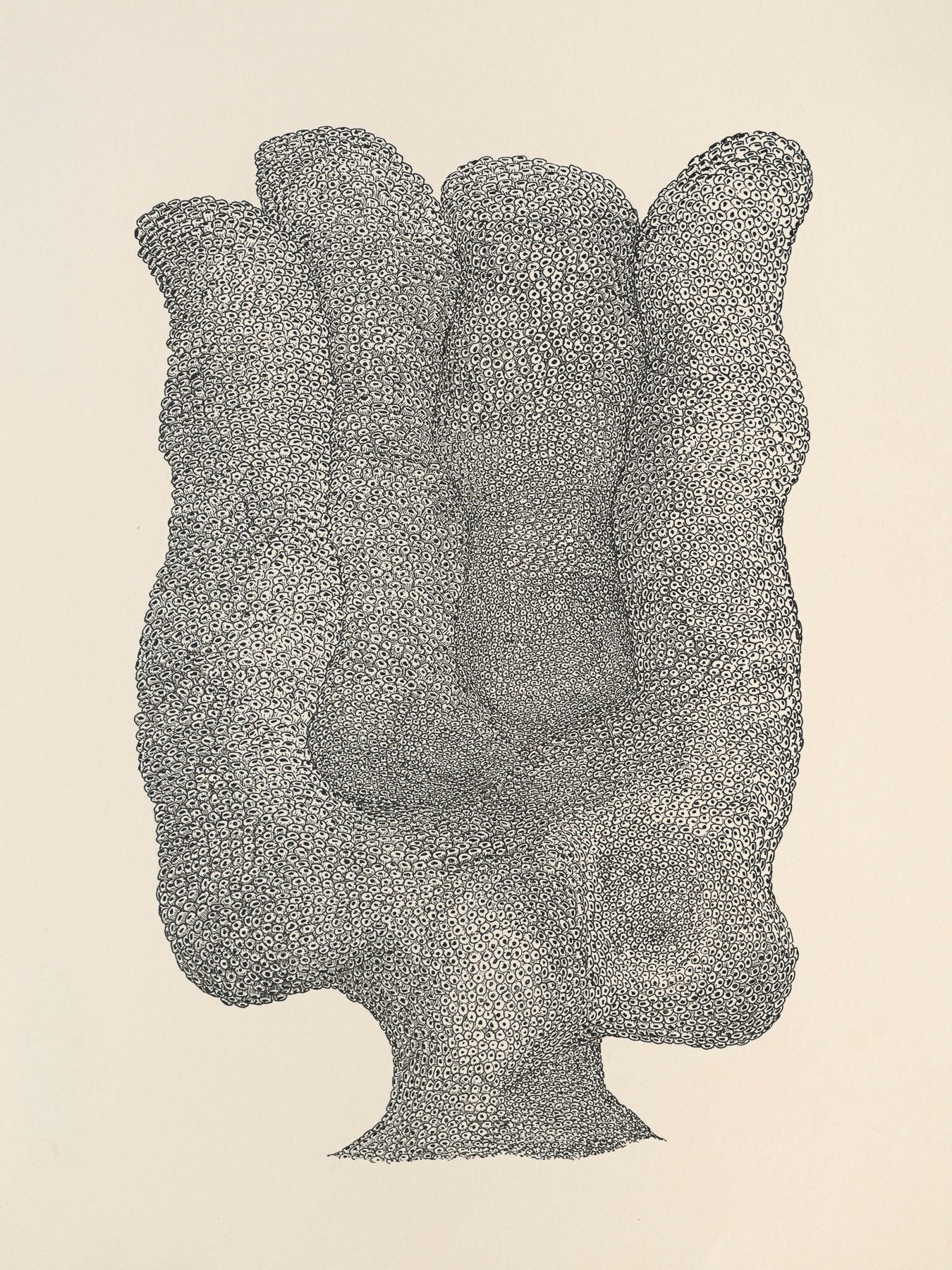 Estudio Coral 03