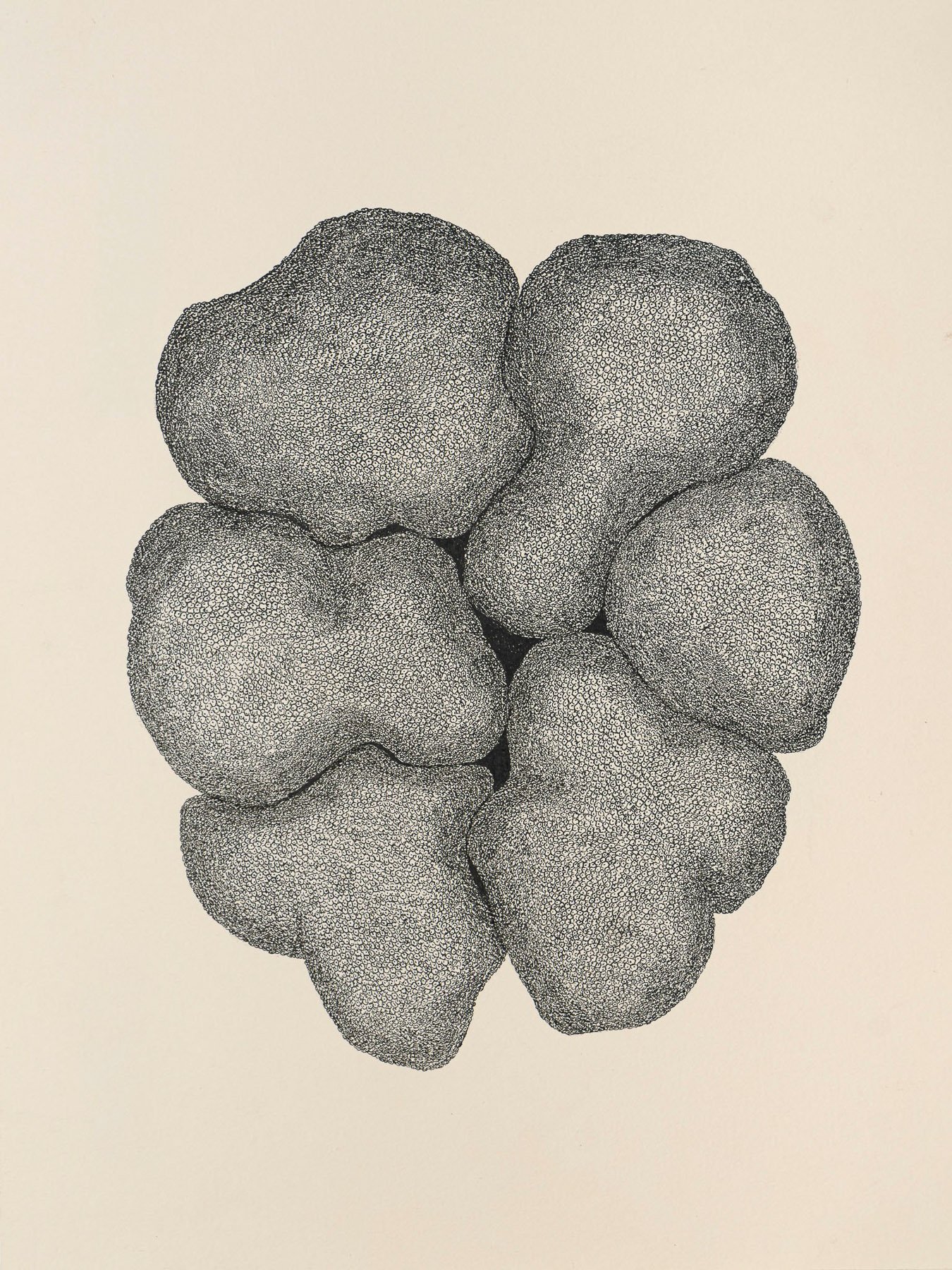 Estudio Coral 09